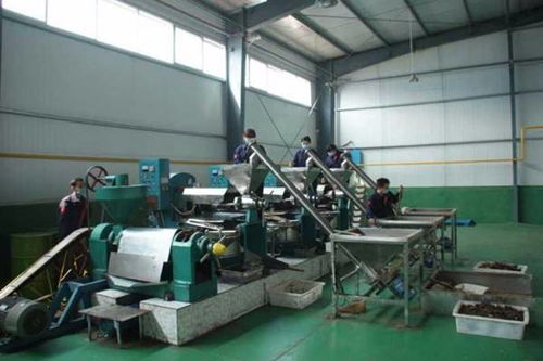 专业代理进口欧洲食品清关与生产线管理服务，助力企业高效运营